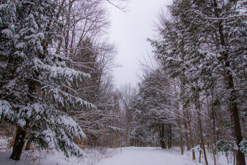 Winter landscape in the snowy canadian forest in the province of quebec