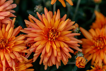 multi-colored flower beds of beautiful chrysanthemums