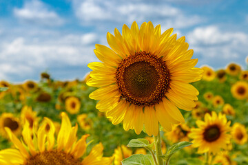 Fototapeta premium Beautiful field of yellow sunflowers on a background of blue sky with clouds