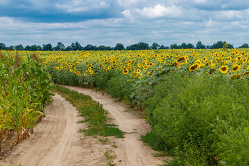 Fototapeta na wymiar Beautiful field of yellow sunflowers on a background of blue sky with clouds