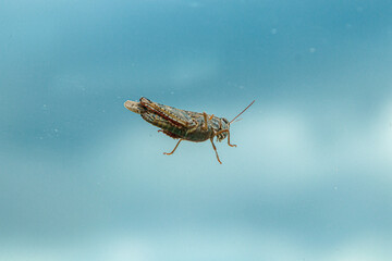 wonderful Grasshopper against a blue sky