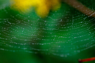 beautiful cobweb in the sun with dew drops