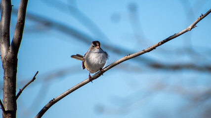 Sparrow resting in a tree