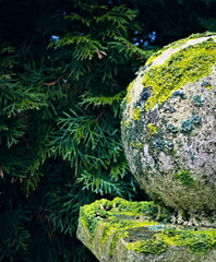 A concrete ball covered with moss in the background of Thuja Caucasus
