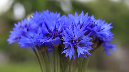 Bouquet of bright blue flowers. Blue flowers, summer field plants. Green blurred background. Beautiful flower. Background full of blue cornflowers .Closeup cornflowers, cornflower texture

