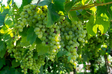 Bunches of white wine muscat grapes ripening on vineyards near Terracina, Lazio, Italy - obrazy, fototapety, plakaty