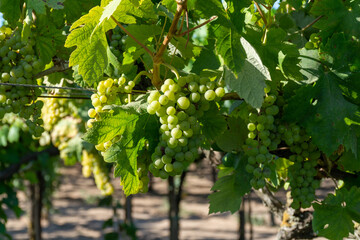 Bunches of white wine muscat grapes ripening on vineyards near Terracina, Lazio, Italy