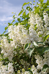 Branch of white lilac with green leaves and buds blooms on a green blurred background in summer. Vertical