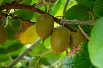 New harvest of ripe green kiwi fruits in orchard