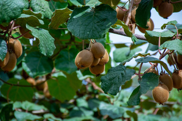 Obraz premium New harvest of ripe green kiwi fruits in orchard