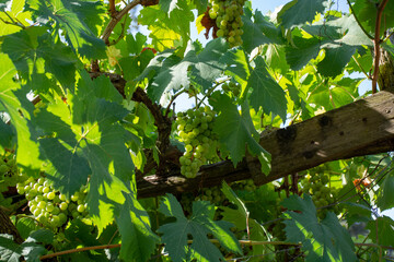 Bunches of white wine grapes ripening on vineyards near Terracina, Lazio, Italy
