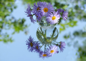 Purple Daisies in a transparent vase on a green background with space for your text. Beautiful floral bouquet and its mirror image on a green background. Spring Daisies. Flowers spring background.