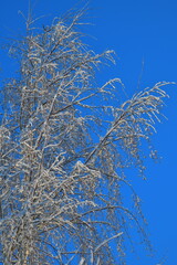 thin birch branches on a blue sky background on a winter day