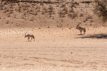 Gemsbok in the Kgalagadi