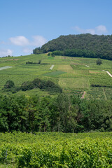 Obraz premium Panoramic view on green hilly vineyards near wine village Chateau-Chalon in Jura, France