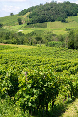 Fototapeta na wymiar Panoramic view on green hilly vineyards near wine village Chateau-Chalon in Jura, France