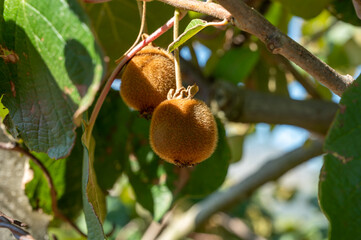 New harvest of ripe green kiwi fruits in orchard