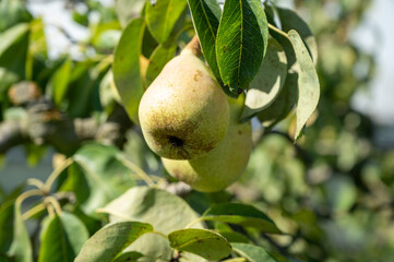 New harvest of ripe juicy pear fruits in orchard