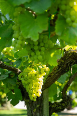 Bunches of white wine muscat grapes ripening on vineyards near Terracina, Lazio, Italy