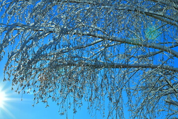 thin birch branches on a blue sky background on a winter day