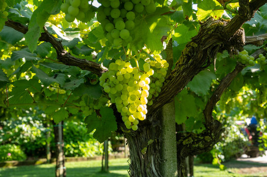 Bunches of white wine muscat grapes ripening on vineyards near Terracina, Lazio, Italy
