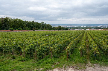 Fototapeta na wymiar View on green vineyards of famous champagne houses in Reims, France