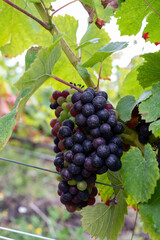 Pinot noir wine grapes ripening on grand cru vineyards of famous champagne houses in Montagne de Reims near Verzenay, Champagne, France