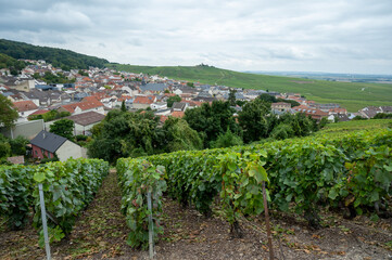 Fototapeta na wymiar View on green pinot noir grand cru vineyards of famous champagne houses in Montagne de Reims near Verzenay, Champagne, France