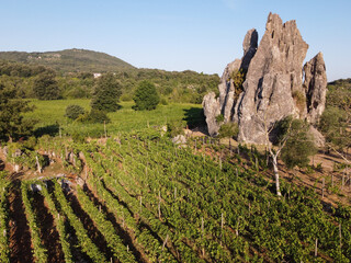 Aerial view on green vineyards in Campo Soriano mountains near Terracina, Lazio, wine making in...