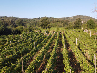 Fototapeta na wymiar Aerial view on green vineyards in Campo Soriano mountains near Terracina, Lazio, wine making in Italy