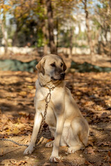 World famous Sivas Kangal dog 15 month old female puppy in Turkey
