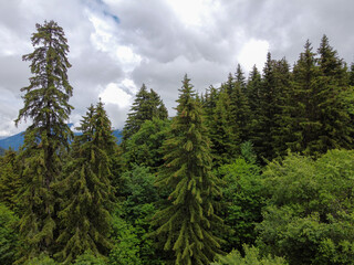 Panoramic view on green Alpine spruce and pine tree forests and meadows near Saint-Gervais-les-Bains, Savoy. France