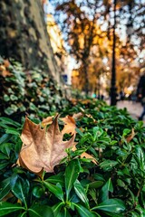 Hoja otoñal en Granada 
