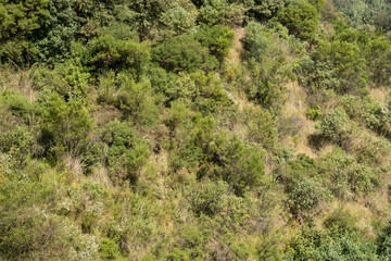 Background or texture of bushes and trees on a slope