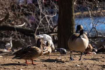 family of geese