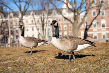 Geese on grass