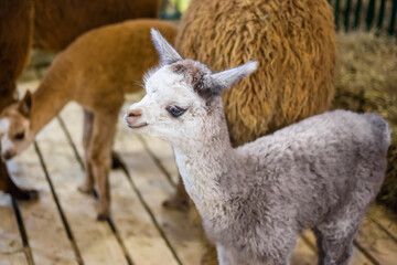 Portrait of cute little alpaca at agricultural animal exhibition, trade show. Farming, family, agriculture industry, livestock, animal husbandry concept