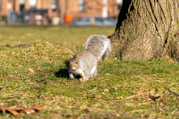 squirrel in the park
