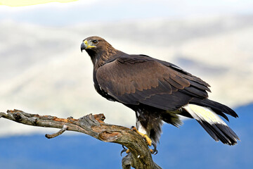 Aquila reale