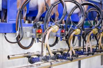 Fototapeta na wymiar Automated goat milking suction machine with teat cups at cattle dairy farm, exhibition, trade show: close up. Farming, automated technology equipment, agriculture industry, animal husbandry concept