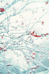 The concept of a winter forest with branches with snow and red berries. Frost and snow flakes on a tree