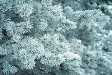 Frozen Fir branches in the forest covered with frost. A frosty day and beautiful trees in a winter forest. Snowy landscape and background close-up