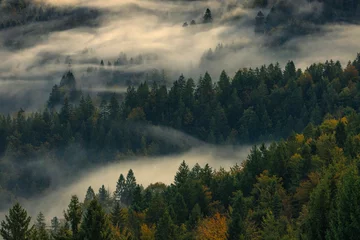 Foto op Canvas Humid and healthy forests are the lungs of our planet. © sivivolk