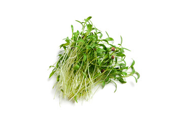 A heap of sprouted coriander seeds isolated on white. Coriander microgreens. 