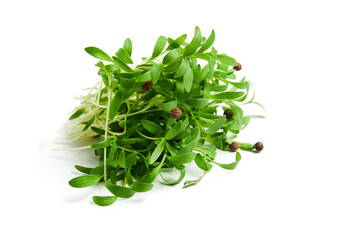A heap of sprouted coriander seeds isolated on white. Coriander microgreens. 
