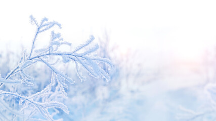 Snowy frozen grass close up, winter natural abstract background. beautiful winter landscape. cold...
