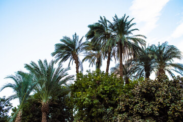 Fototapeta na wymiar Palm trees near the river Nile