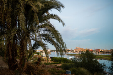 Fototapeta na wymiar Palm trees near the river Nile
