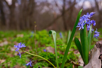 Springtime.The first spring flowers blue snowdrops in forest background.Scenic view of the spring forest with blooming flowers wake up.The concept of early spring.  