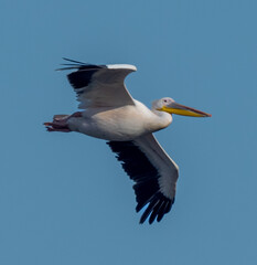 Big beautiful pelican flying on blue sky